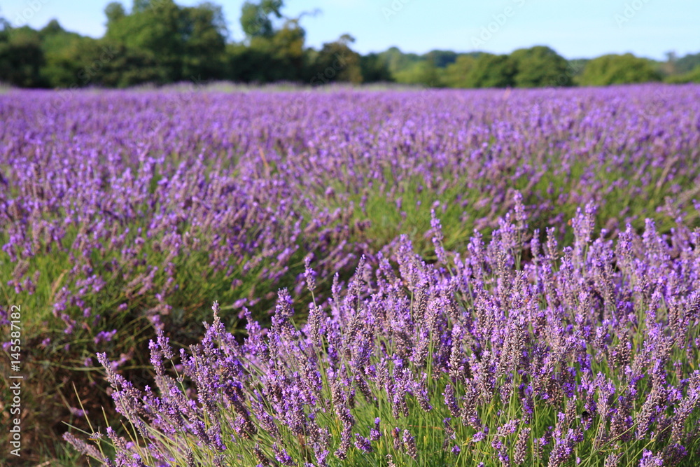 Lavender field in UK Lavender field in UK