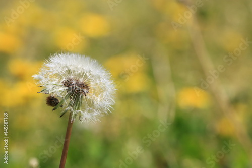 Spring Flowers