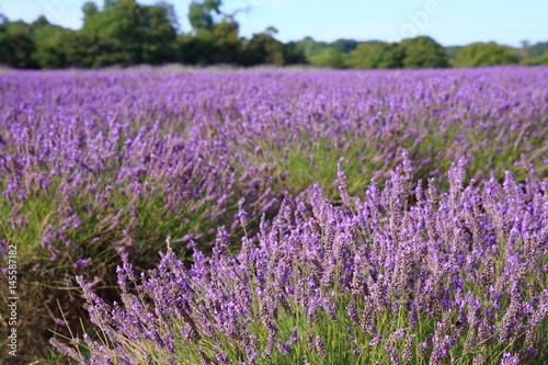 Lavender field in UK