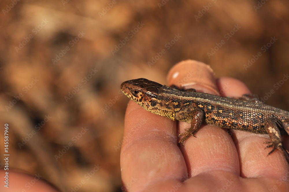 Naklejka premium sand lizard (Lacerta agilis)