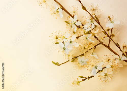 Cherry Blossom trees, Nature and Spring time background. © HappyHaus