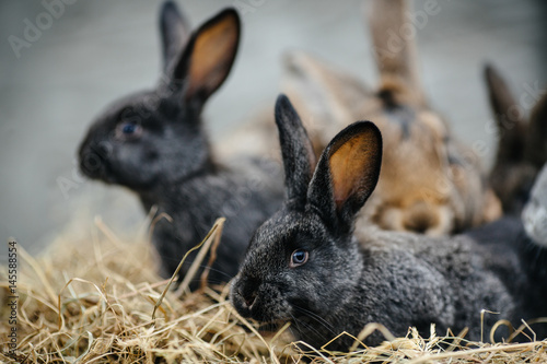 rabbit in farm cage or hutch. Breeding rabbits concept