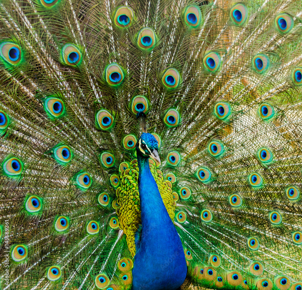 Fototapeta premium Portrait of a beautiful peacock. Nature, photo of wild animals. Peacock with a beautiful blossomed tail
