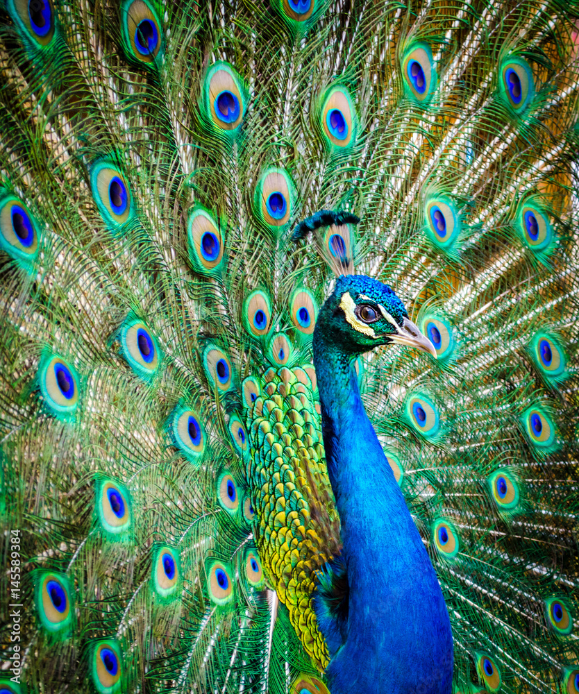 Portrait of a beautiful peacock. Nature, photo of wild animals. Peacock  with a beautiful blossomed tail Stock Photo | Adobe Stock