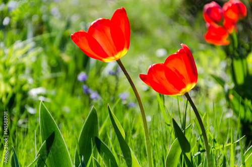 Red tulips are not green grass background