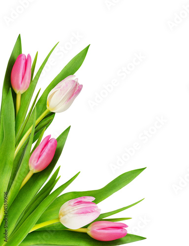 Fototapeta Naklejka Na Ścianę i Meble -  Pink and white tulip flowers corner
