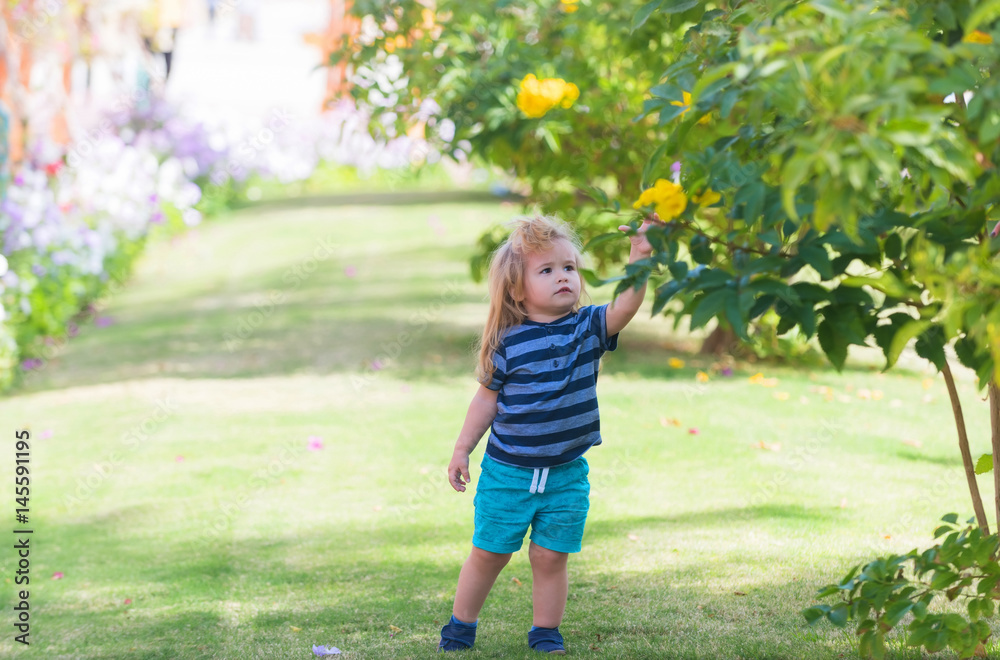 Cute baby boy picking yellow blossoming flowers from bushes