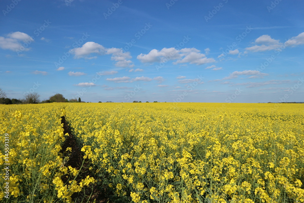 Canola Field