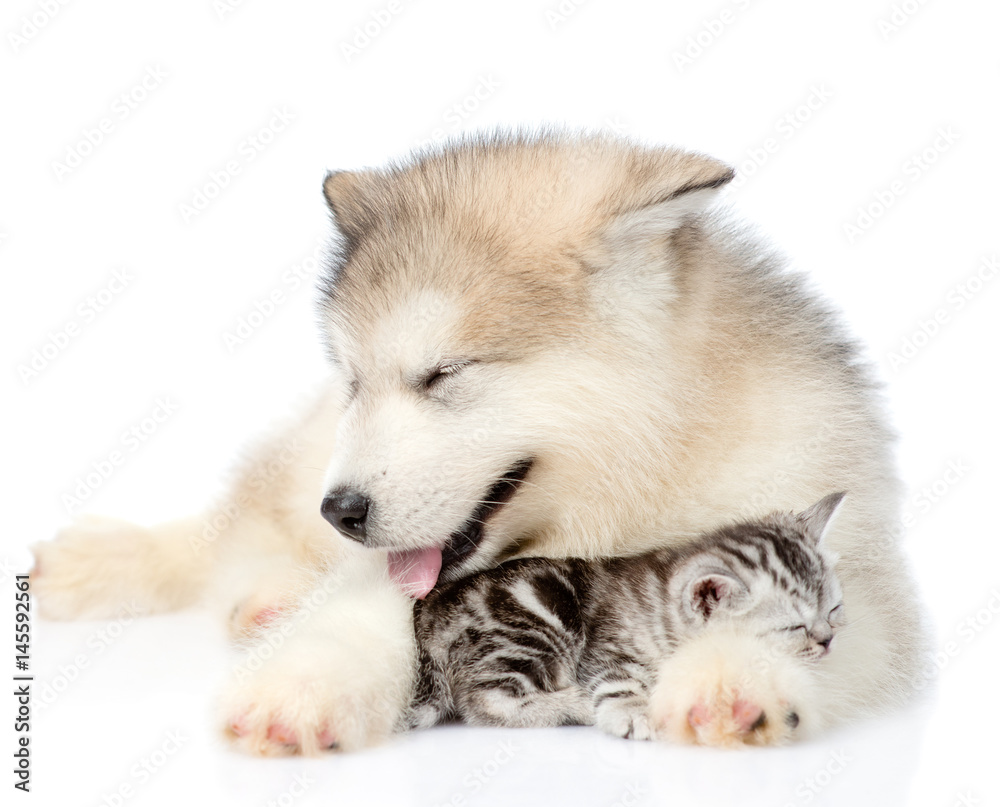 Puppy hugging sleeping kitten. isolated on white background