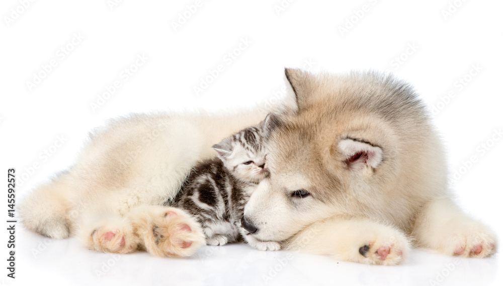 Fototapeta premium Puppy with kitten lying together. isolated on white background