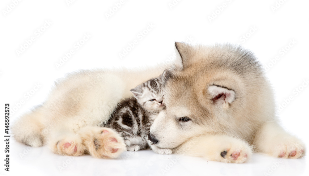 Puppy with kitten lying together. isolated on white background