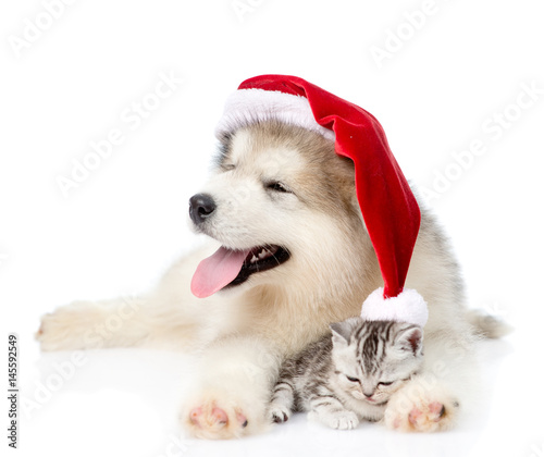 Scottish Kitten and alaskan malamute puppy in christmas hat. isolated on white background