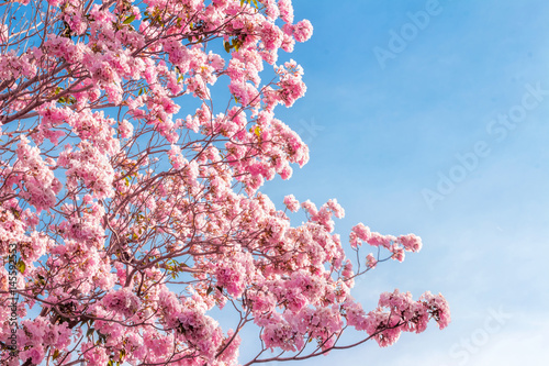 Fototapeta Naklejka Na Ścianę i Meble -  pink trumpet tree or Tabebuia rosea; fresh pink flowers and green leaves on branches of the pink trumpet tree under the blue sky on a sunny day