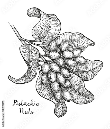 Sketch of pistachio branch