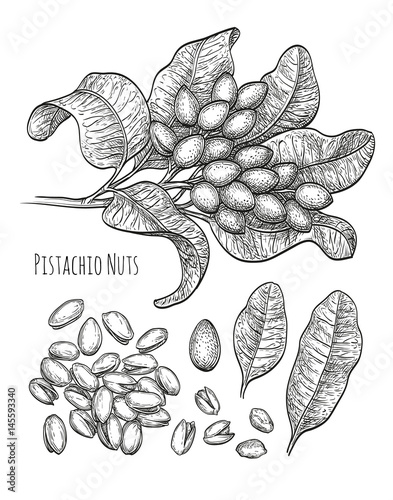 Pistachio nuts set.