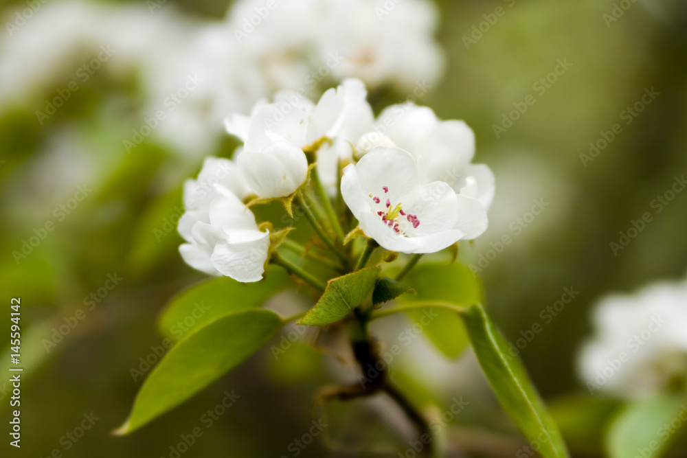 A blossoming tree in the spring in the park. A blossoming flower on a tree. blooming garden. Blooming apple tree. gardening. country cottage area. Summer season.