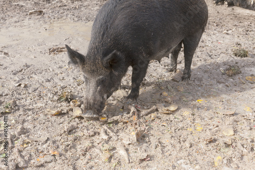 A boar at a farm, eating food mixed with dirt. 