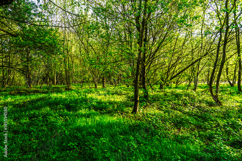 Fototapeta Naklejka Na Ścianę i Meble -  fresh green forest and evening sunlight 