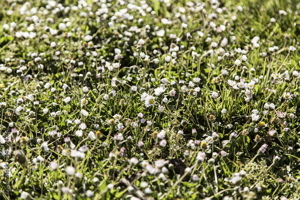 Daisies in the field Daisies in the field