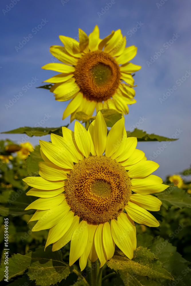 Closeup beautiful sunflower in the field Closeup beautiful sunflower in the field