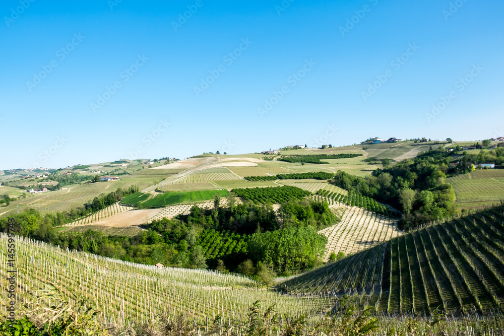 Vineyards on hills in the Langhe region, Piedmont, Italy