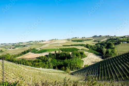 Fototapeta Naklejka Na Ścianę i Meble -  Vineyards on hills in the Langhe region, Piedmont, Italy