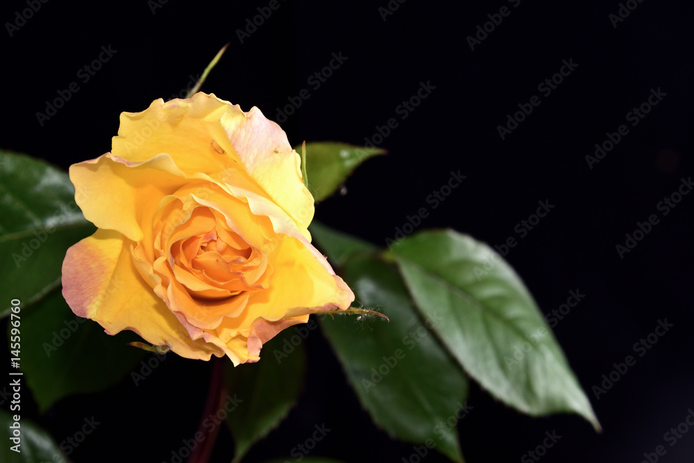 Yellow rose on a black background Yellow rose on a black background