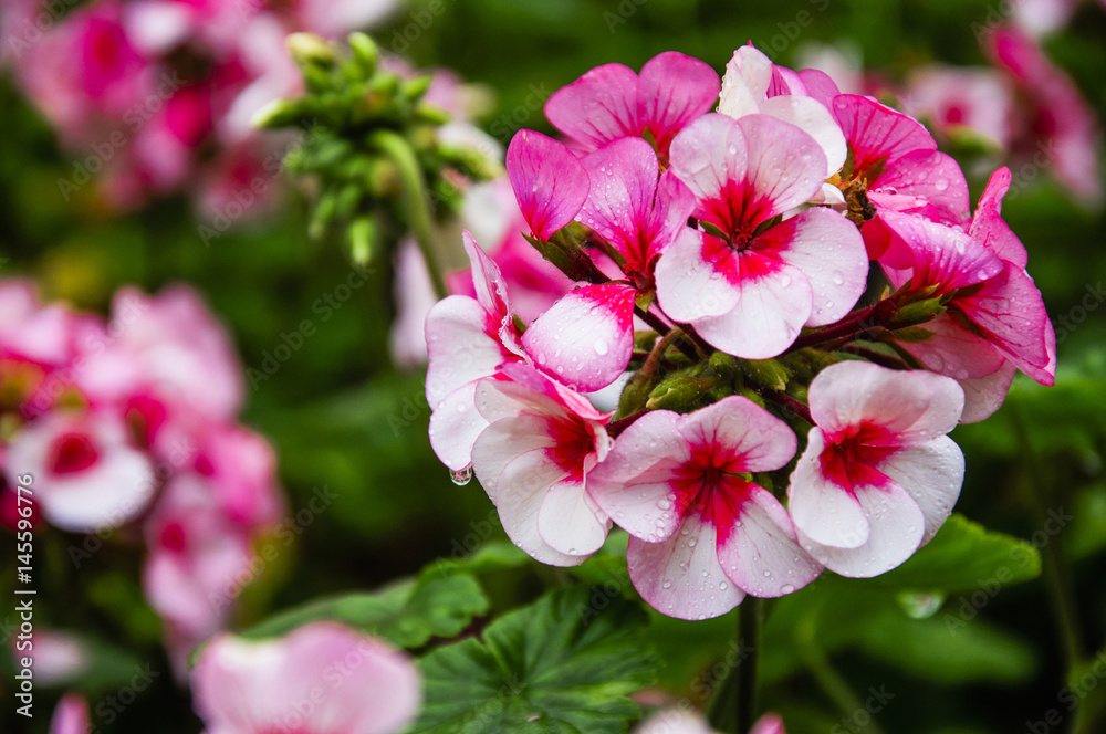 Obraz premium Blossoming hydrangea flower closeup 