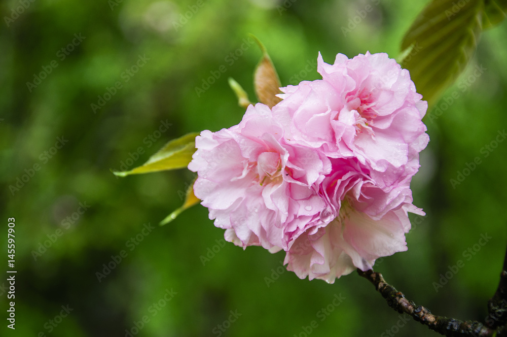 Obraz premium Blossoming cherry flower closeup