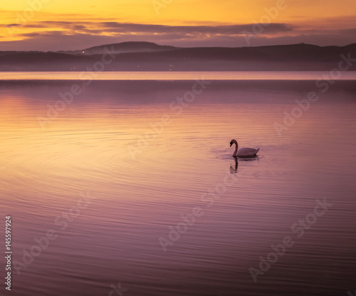 Swan at sunset © Francesco