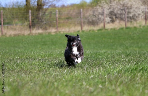 kleiner schwarze hund hat spaß