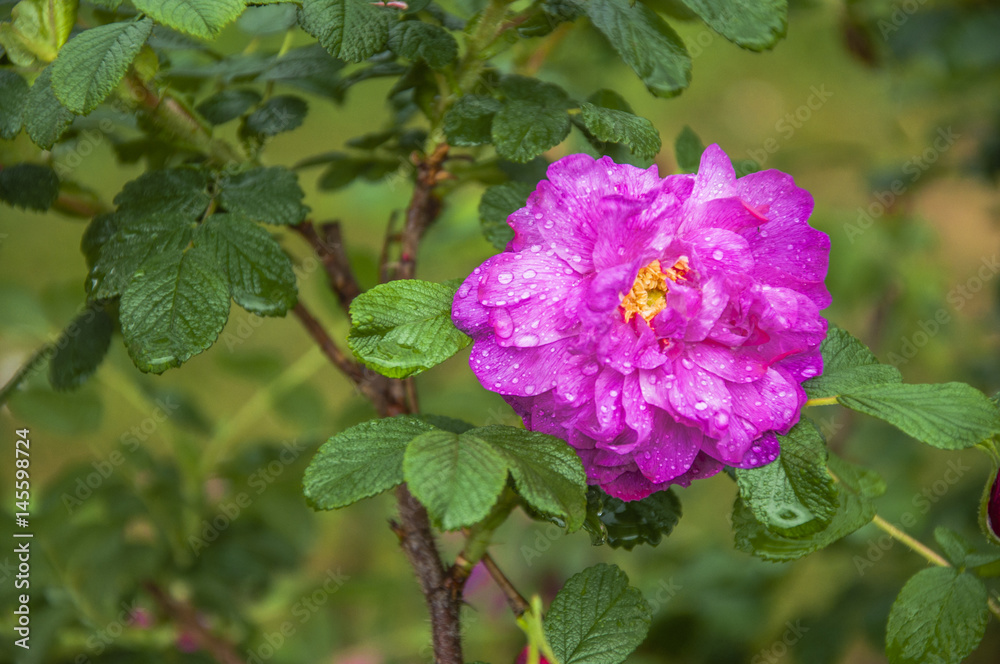 Fototapeta premium Blossoming Chinese rose flower closeup 