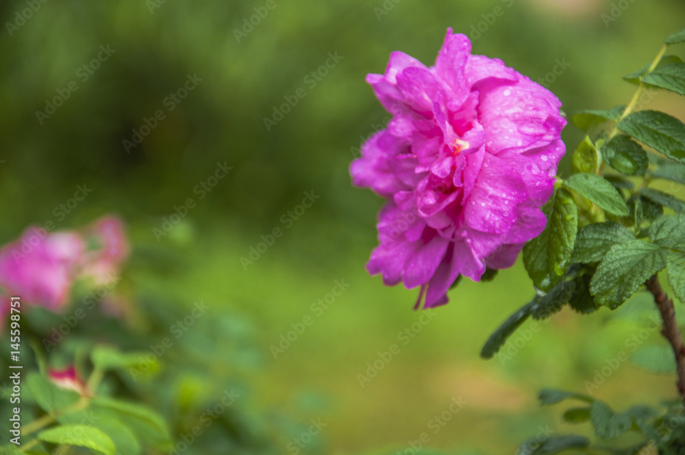 Blossoming Chinese rose flower closeup Blossoming Chinese rose flower closeup