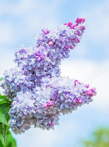 Blooming varietal selection double bluish lilac (Syrínga). The Sort Of "Nadezhda"