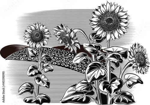 sunflower plants, with some flowers.