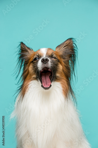 Studio portrait of a small yawning puppy Papillon