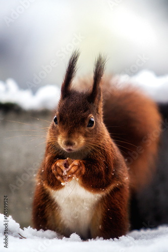Eichhörnchen im Schnee
