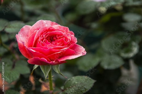 Blossoming Chinese rose flower closeup