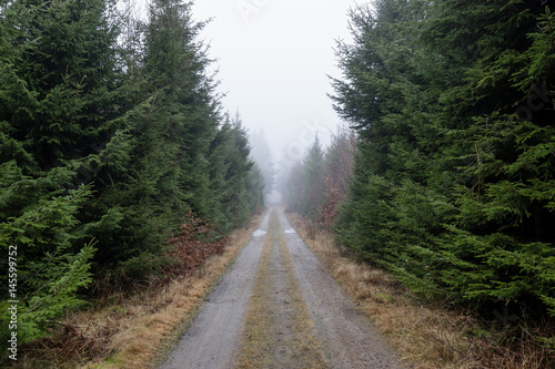 Dirt road disappearing in the mist