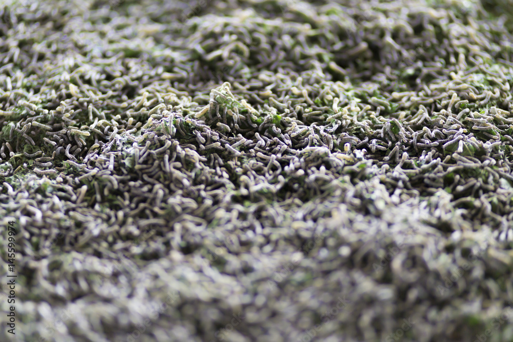 Silkworm Larvae in a Rearing Bed Silkworm Larvae in a Rearing Bed