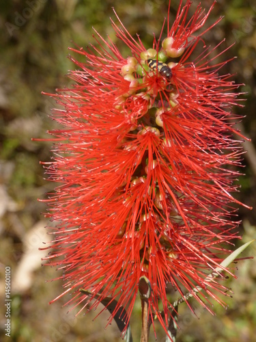 Besondere Blume mit Käfer