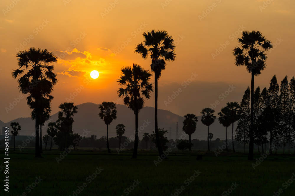 Evening sunset, sugar palm tree
