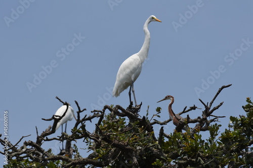 Great herons on the three 