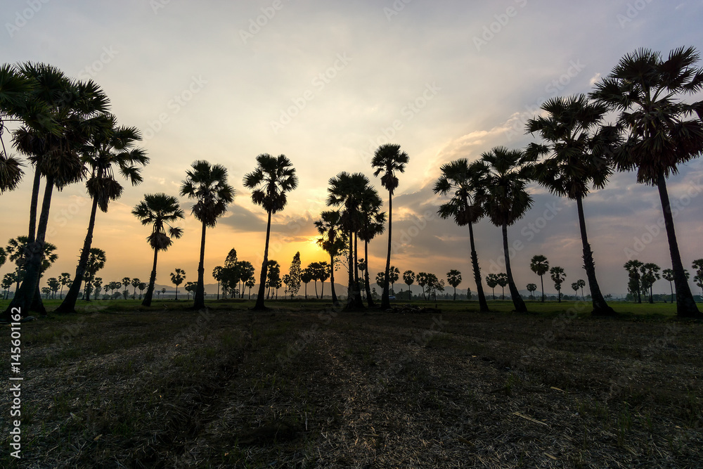 Evening sunset, sugar palm tree