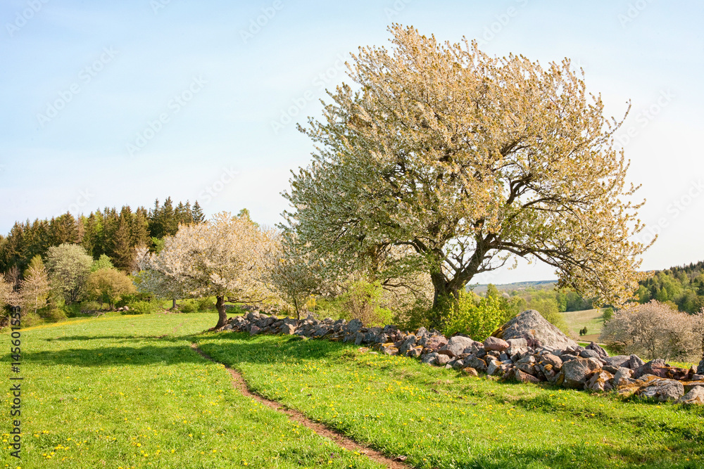 Obraz premium Blooming cherry tree