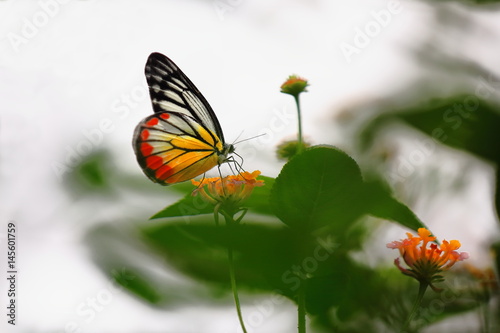 Delias hyparete-Painted Jezebel butterfly. Kuangsi butterfly park-TatKuangSi waterfalls-Luang Prabang-Laos. 4218 photo