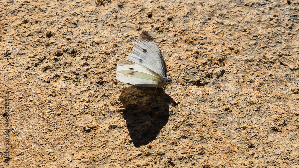 Obraz premium Butterfly on the ground