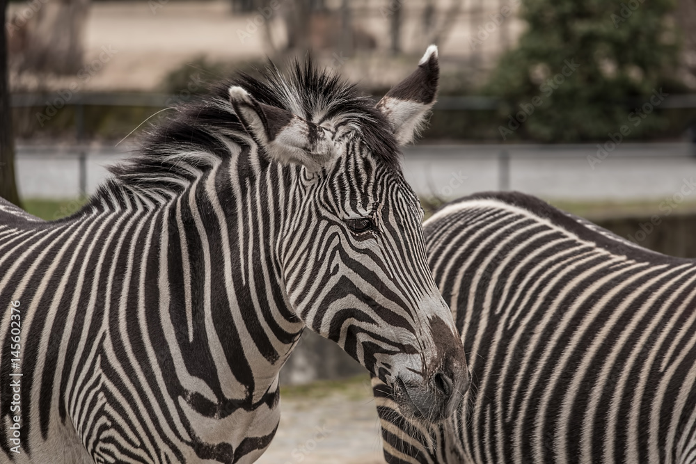 Beautiful zebras at zoo in Berlin Beautiful zebras at zoo in Berlin