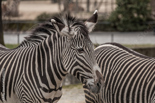 Beautiful zebras at zoo in Berlin