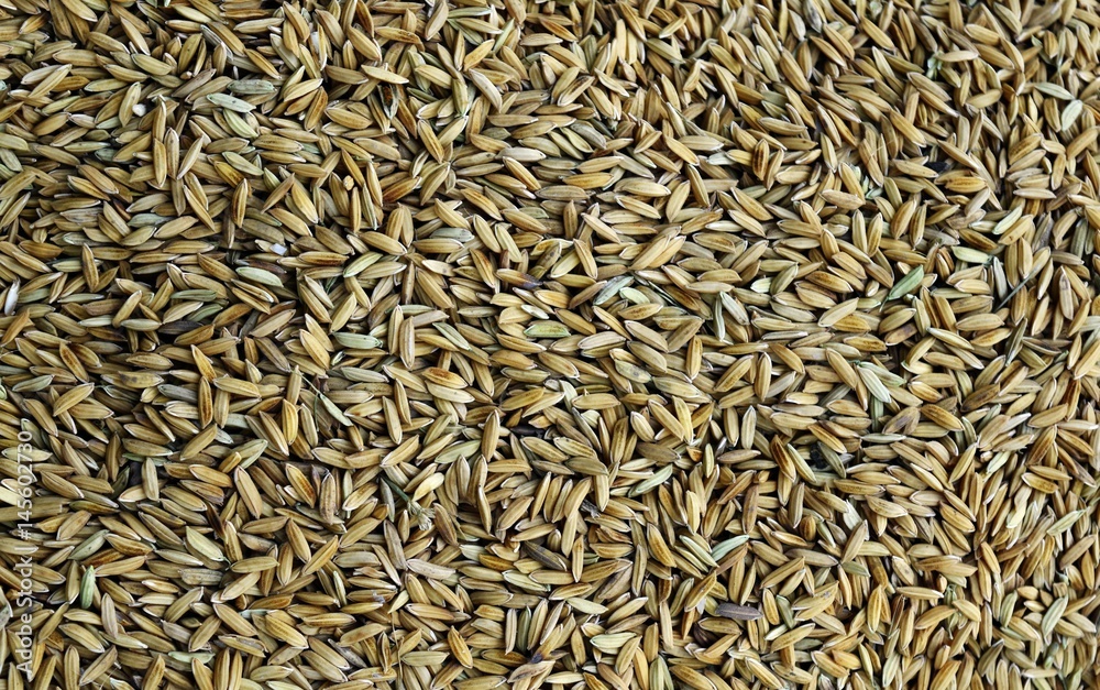 Detail many dry yellow rice seed for background Detail many dry yellow rice seed for background